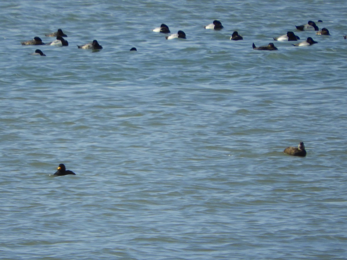 Black Scoter - ML211323391