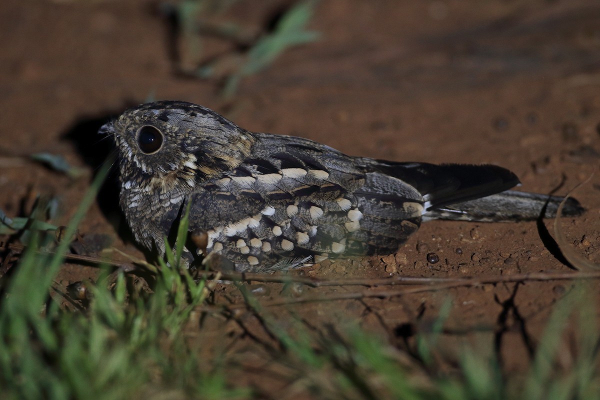 Little Nightjar - Martjan Lammertink