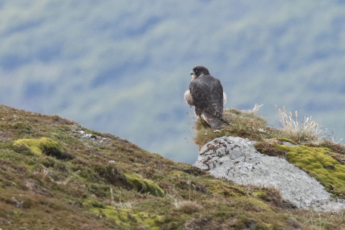 Peregrine Falcon - ML211324021