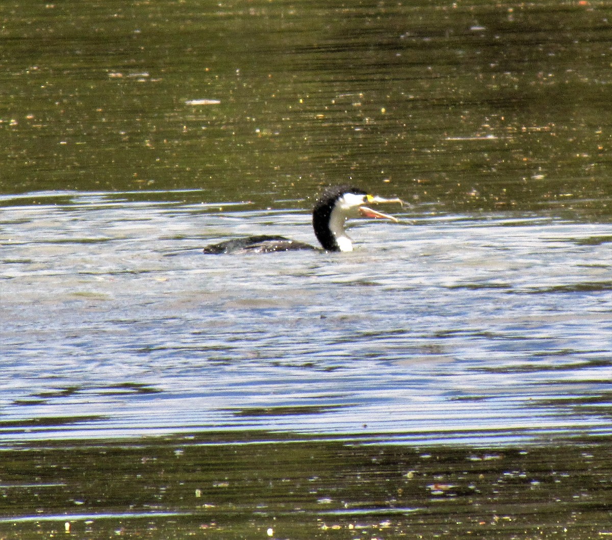 Pied Cormorant - ML21132541
