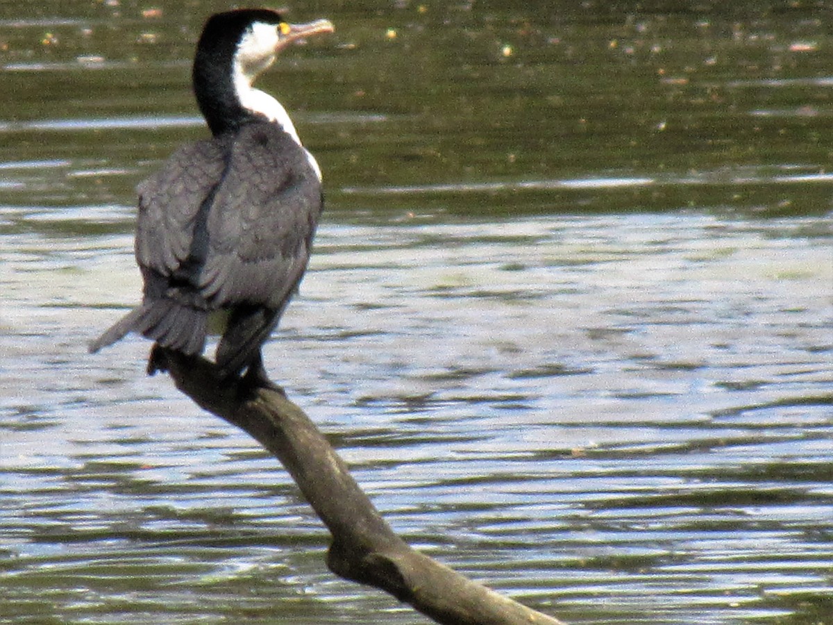 Pied Cormorant - ML21132591
