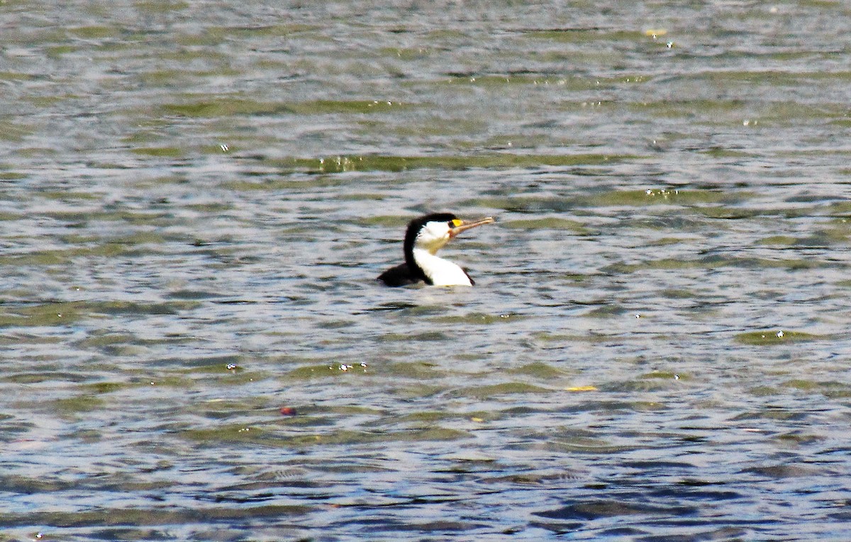 Pied Cormorant - ML21132611