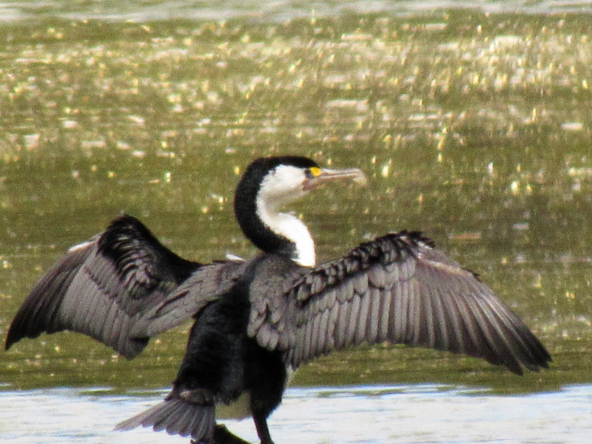 Pied Cormorant - ML21132621