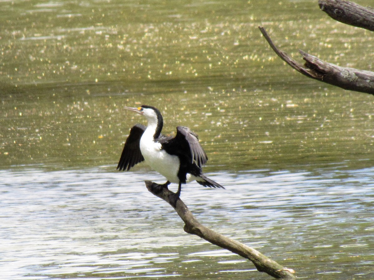 Pied Cormorant - ML21132651