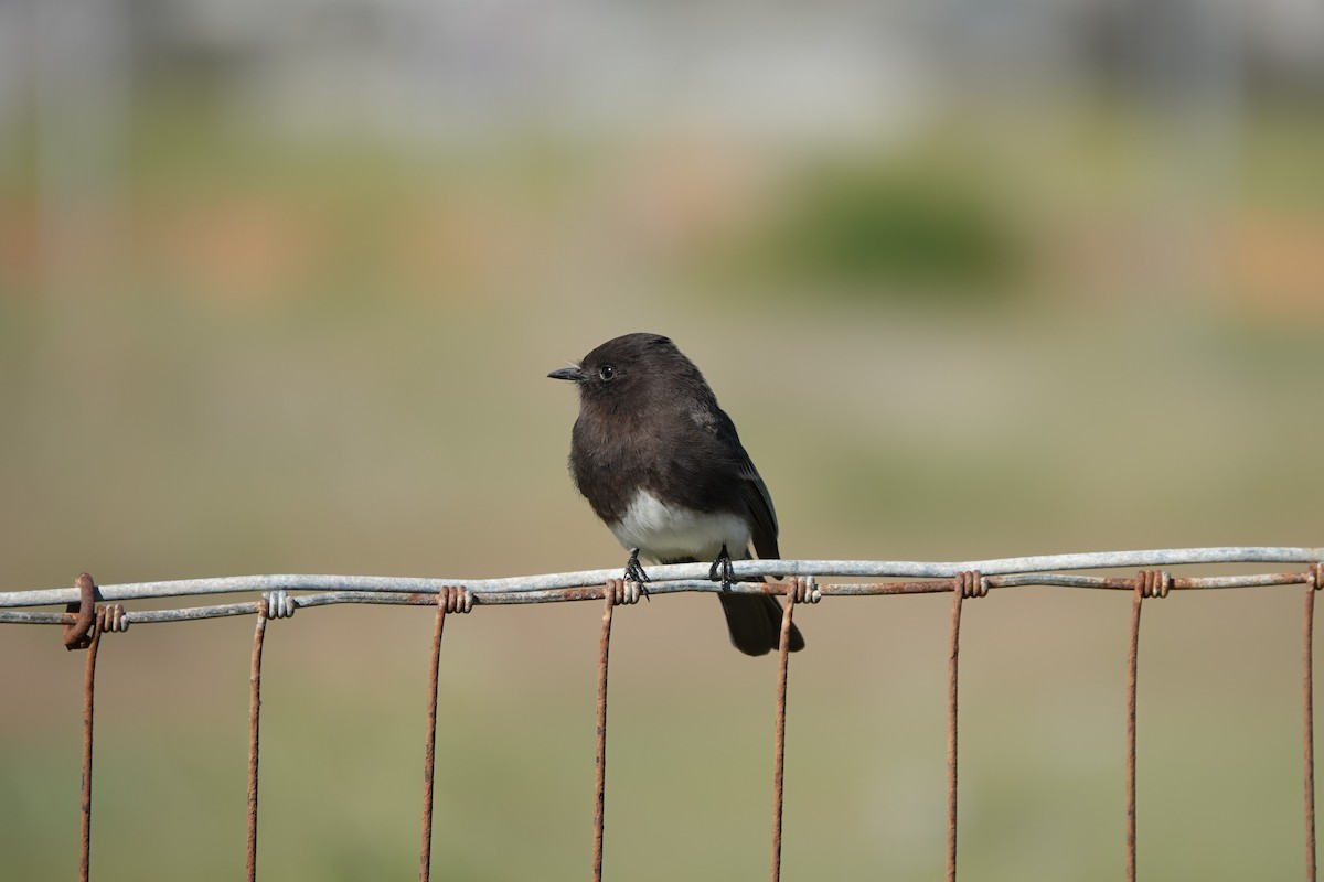 Black Phoebe - ML211326581