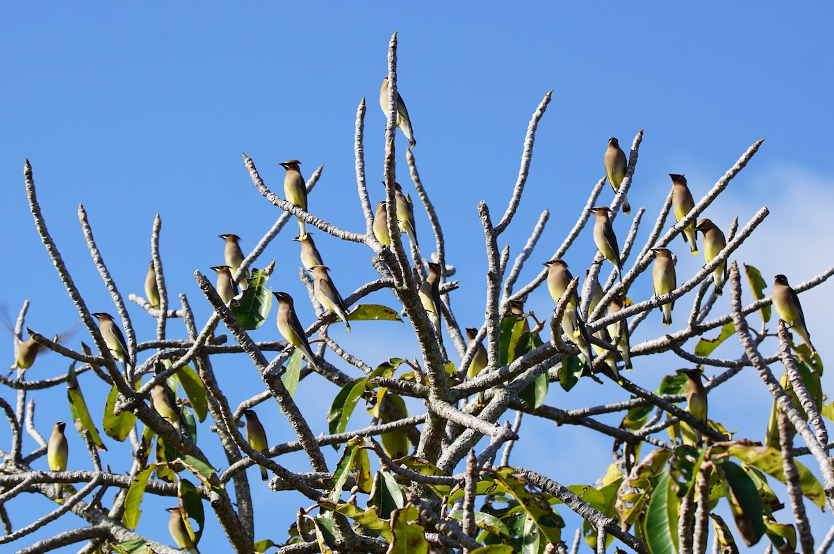 Cedar Waxwing - ML211326661