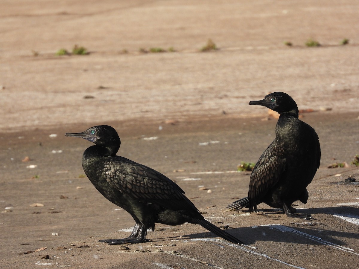 Little Black Cormorant - Stephen Matthews