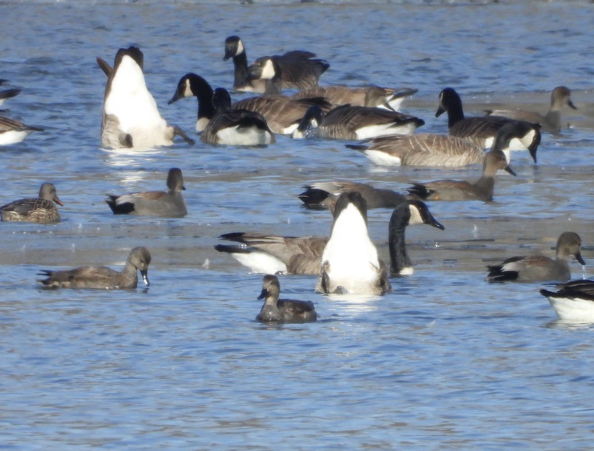 Gadwall - ML211329201