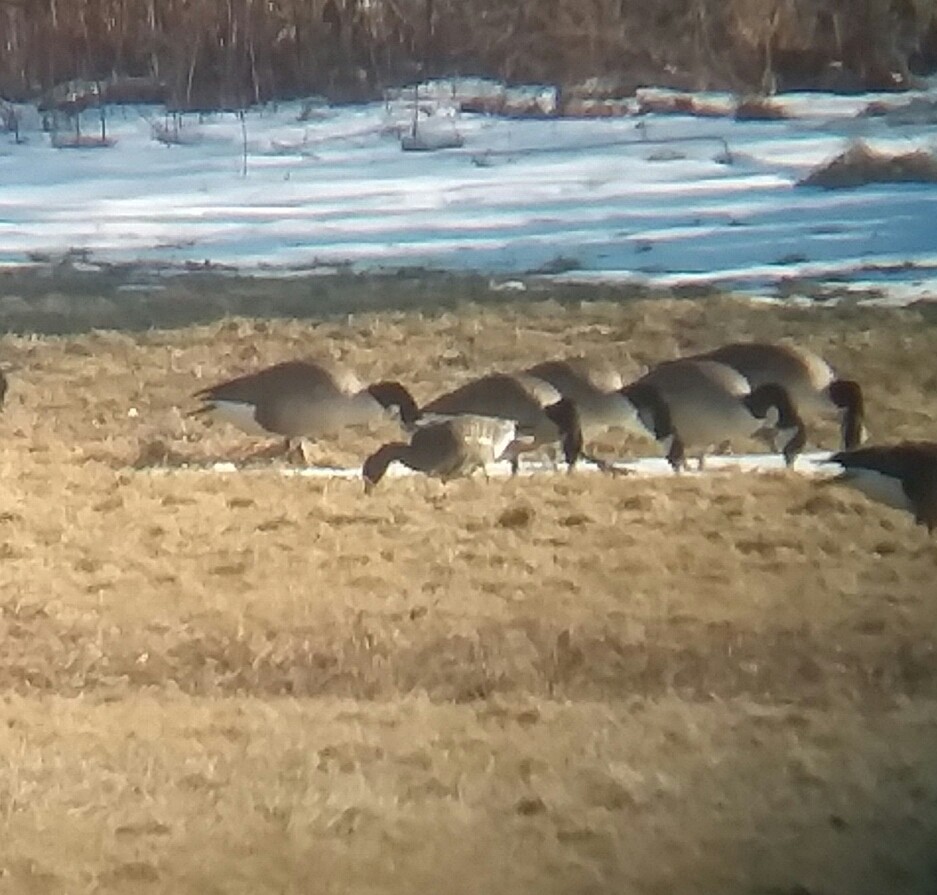 Greater White-fronted Goose - ML211330531
