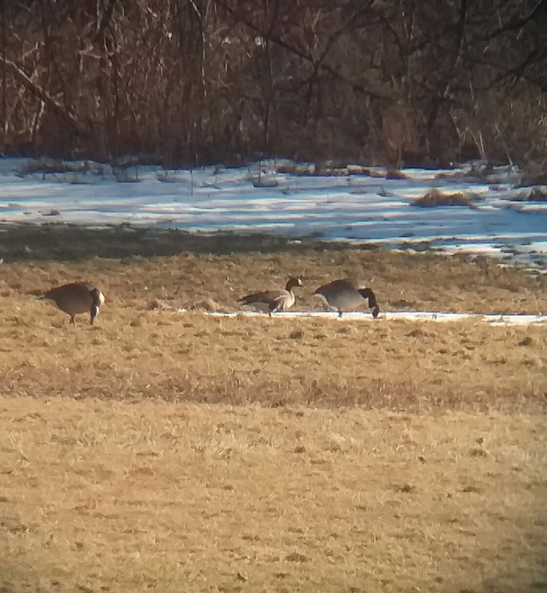 Greater White-fronted Goose - Jonathan Weeks