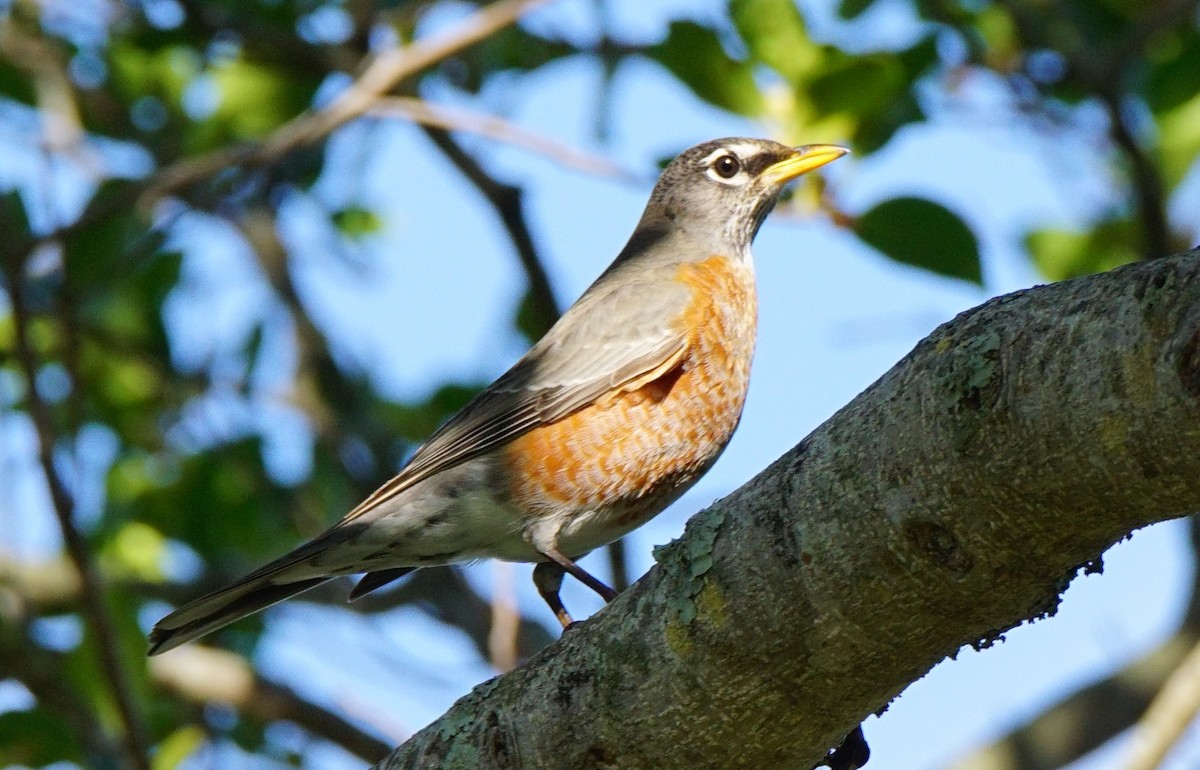 American Robin - ML211330651