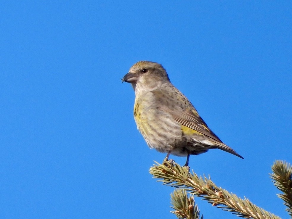 Red Crossbill - ML211331031