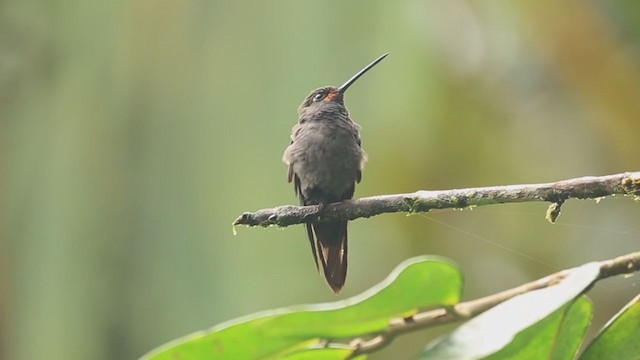 Rufous-gaped Hillstar - ML211331421