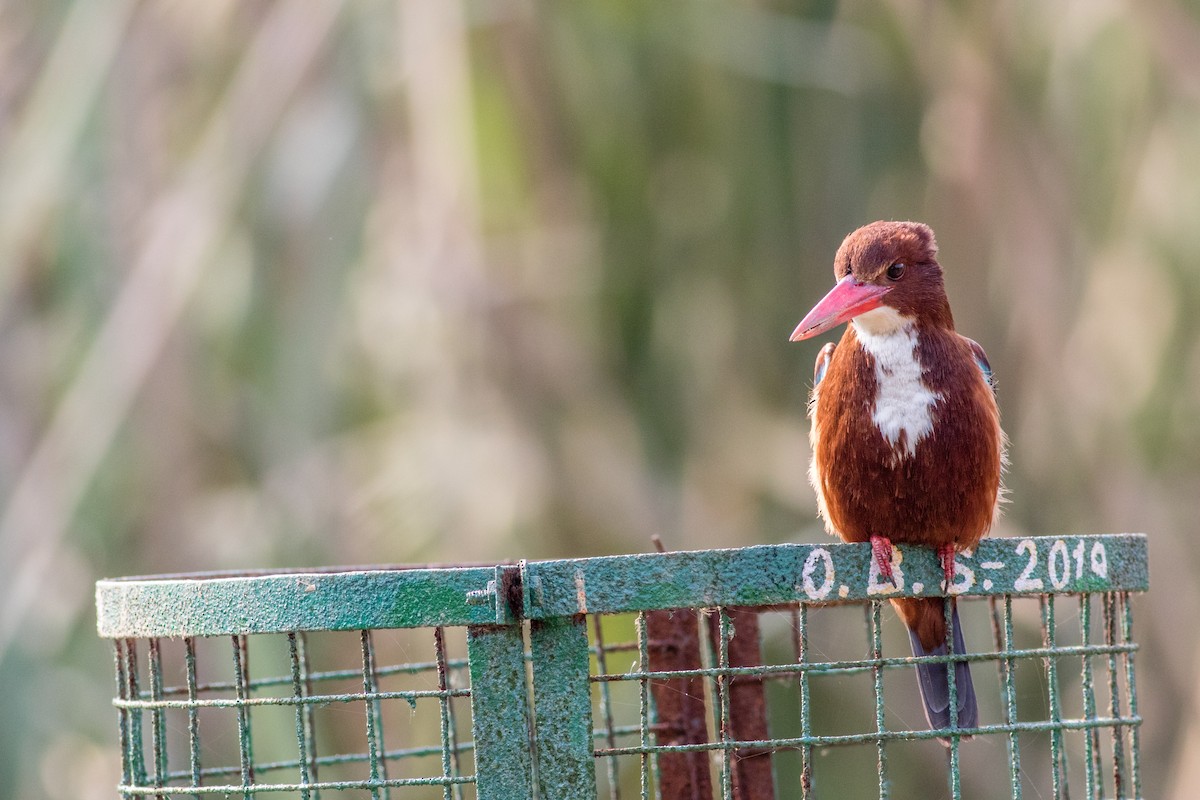 White-throated Kingfisher - Neil Hayward