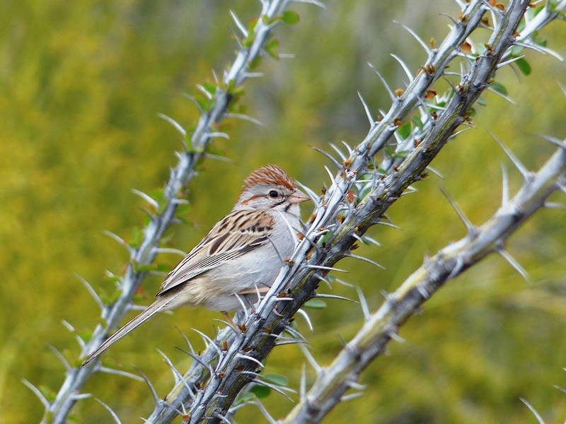 Rufous-winged Sparrow - ML211331741