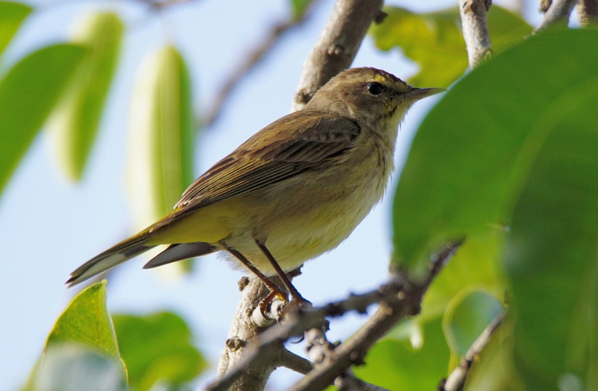 Palm Warbler (Western) - ML211332421