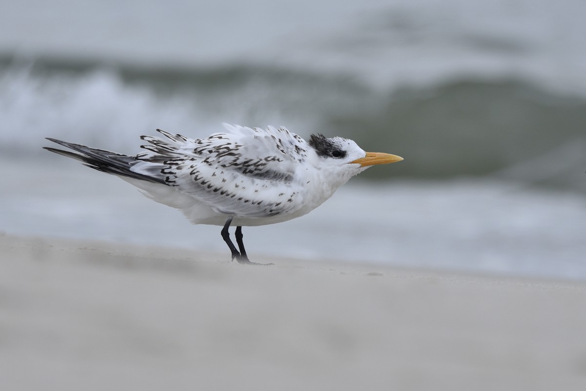 Royal Tern - Daniel Irons