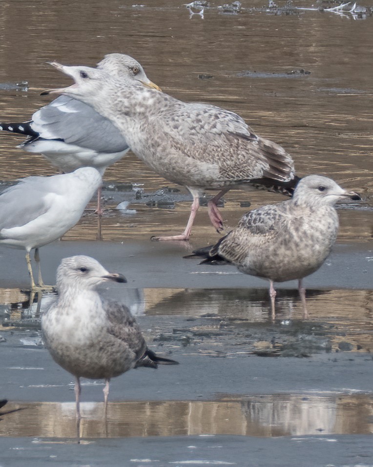 Herring Gull - Rick Wilhoit