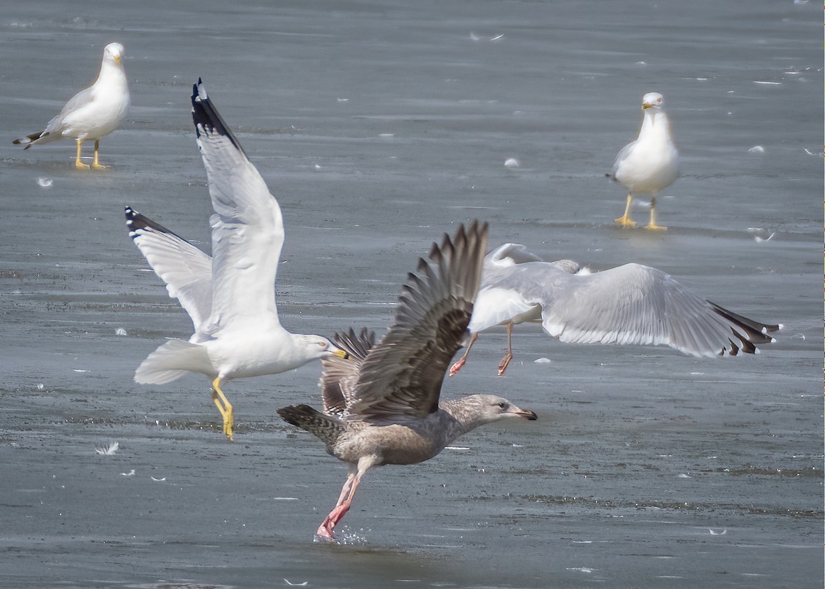 Herring Gull - Rick Wilhoit