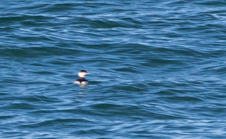 Horned Grebe - ML211334381