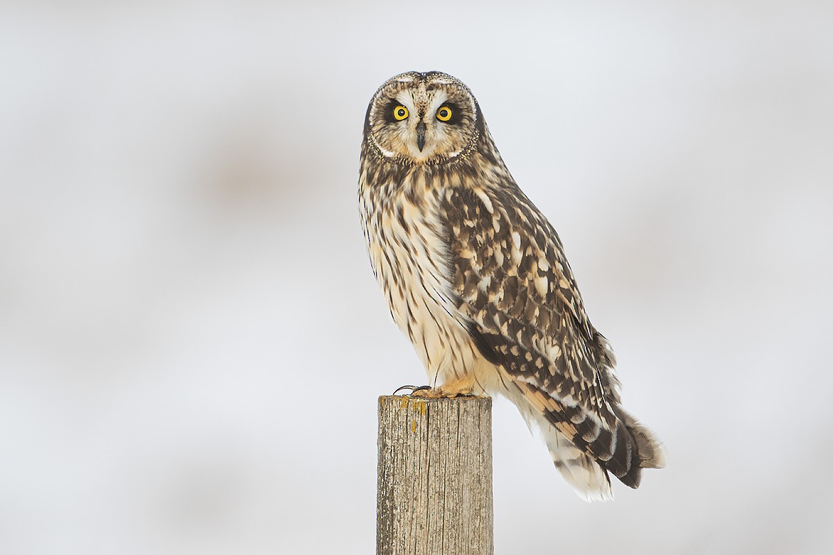 Short-eared Owl - ML211334471