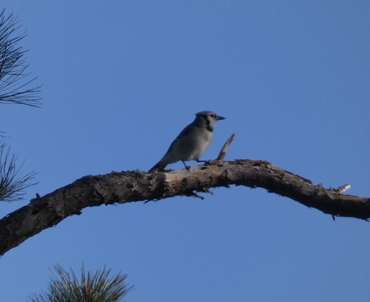 Blue Jay - ML211337071