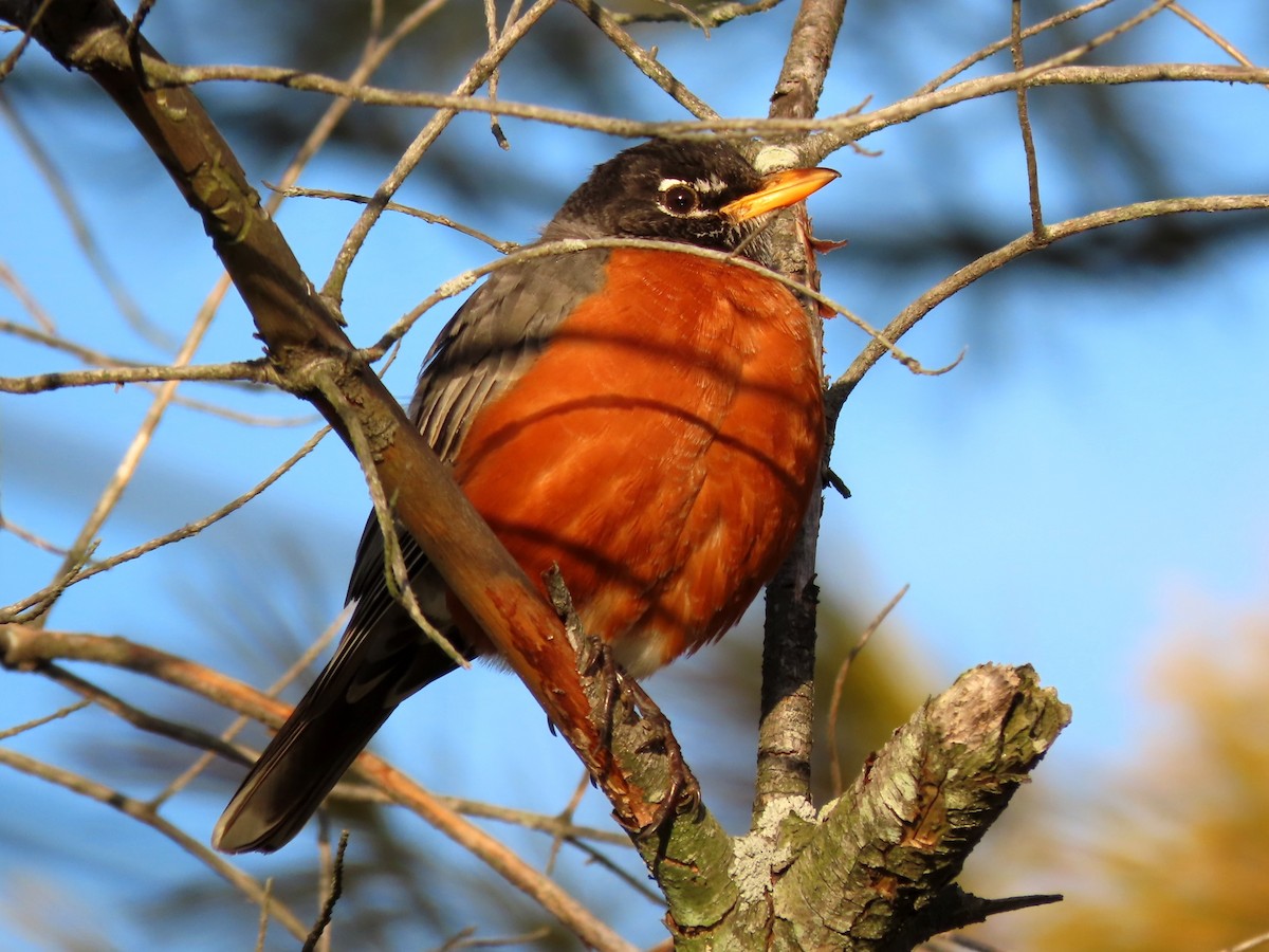 American Robin - ML211337451