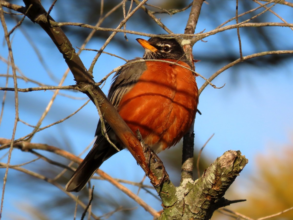 American Robin - ML211337461