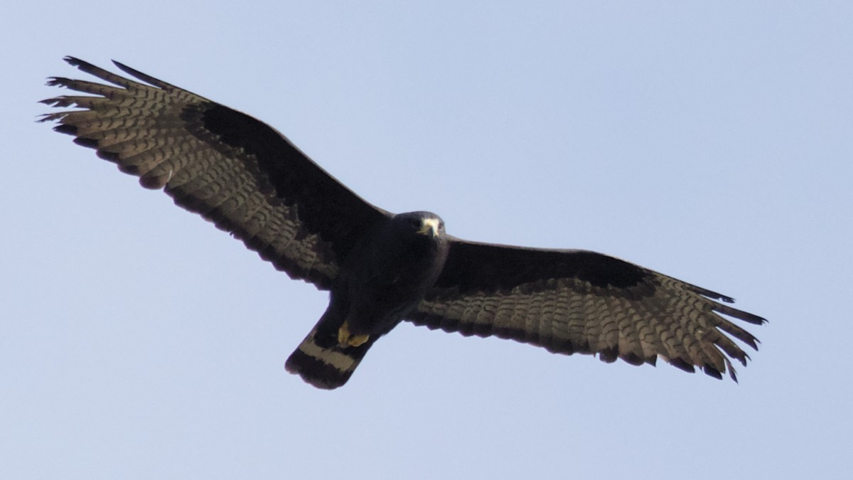 Zone-tailed Hawk - Mark Scheel