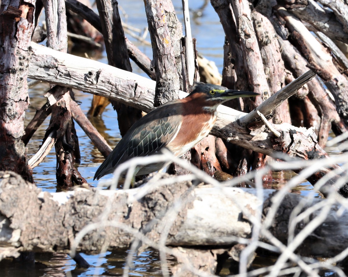 Green Heron - Bradford Winn