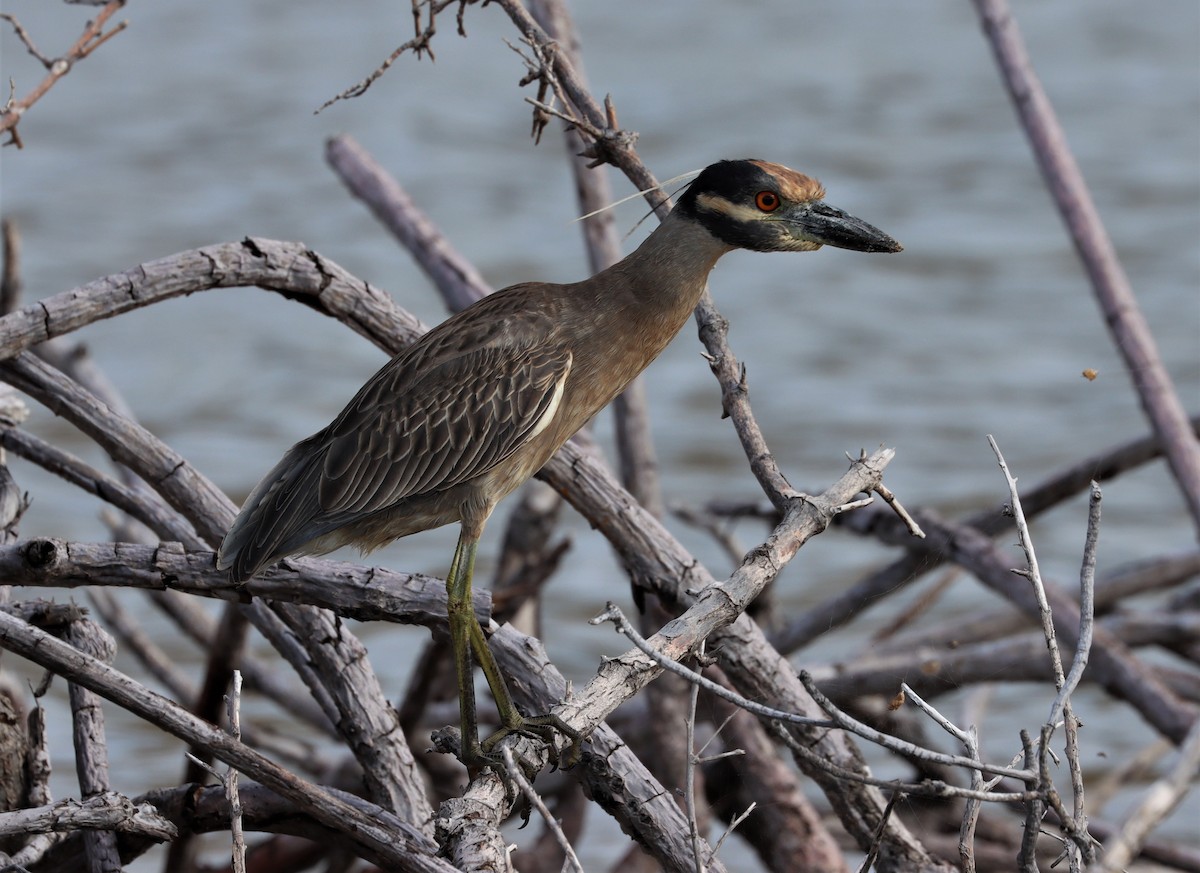 Yellow-crowned Night Heron - Bradford Winn