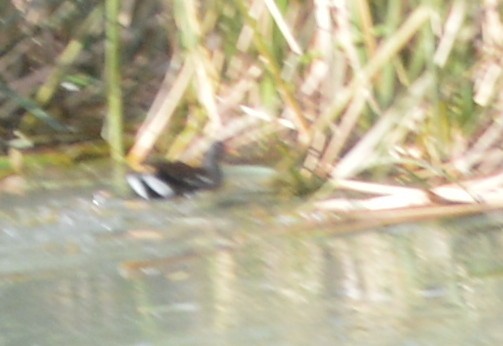 Common Gallinule - ML211338541