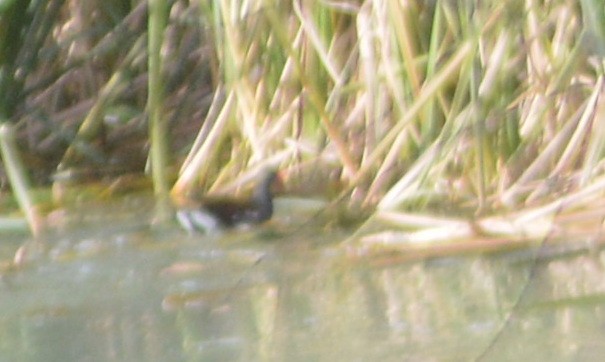 Common Gallinule - ML211338611