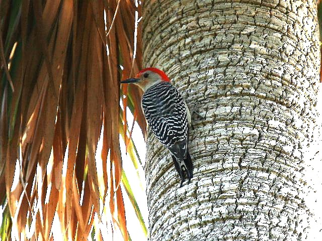 Red-bellied Woodpecker - ML21133991