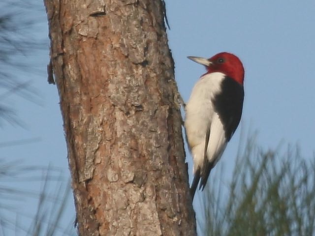 Red-headed Woodpecker - Roy E. Peterson