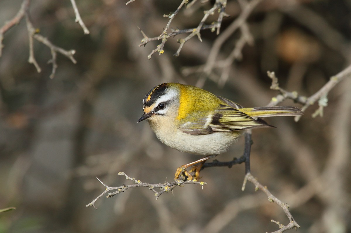 Common Firecrest - Patrick J. Blake