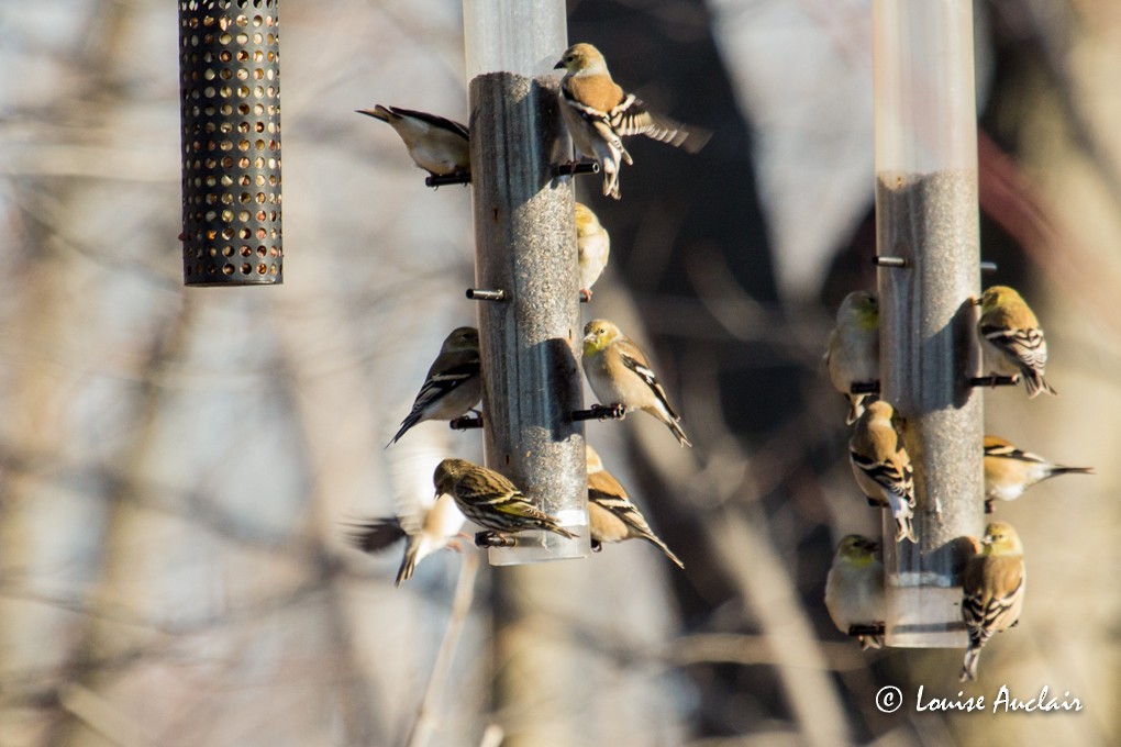 Pine Siskin - ML21134141