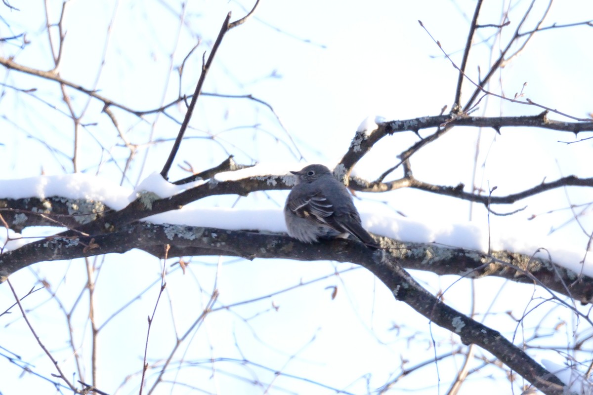 Townsend's Solitaire - ML211343911