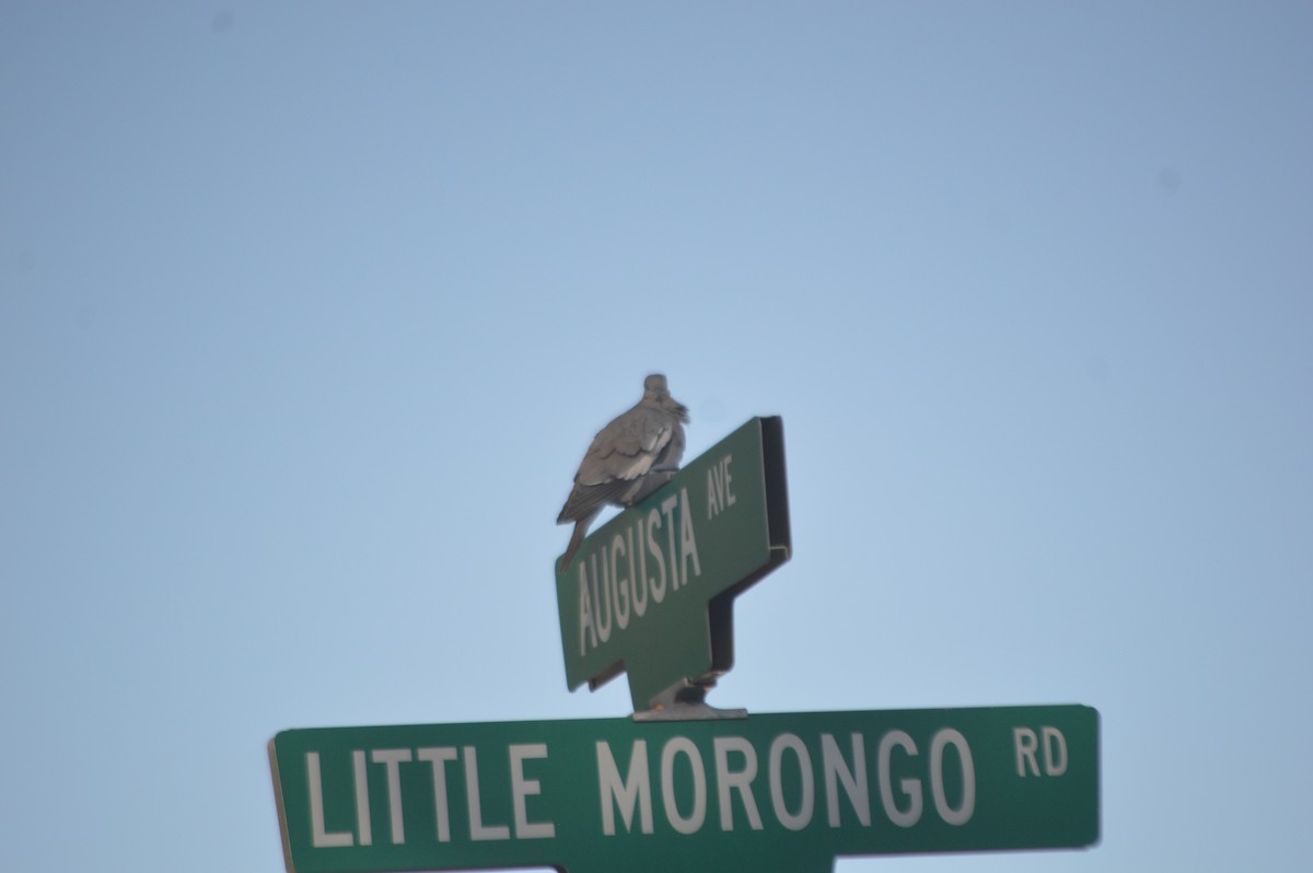 White-winged Dove - ML211345991