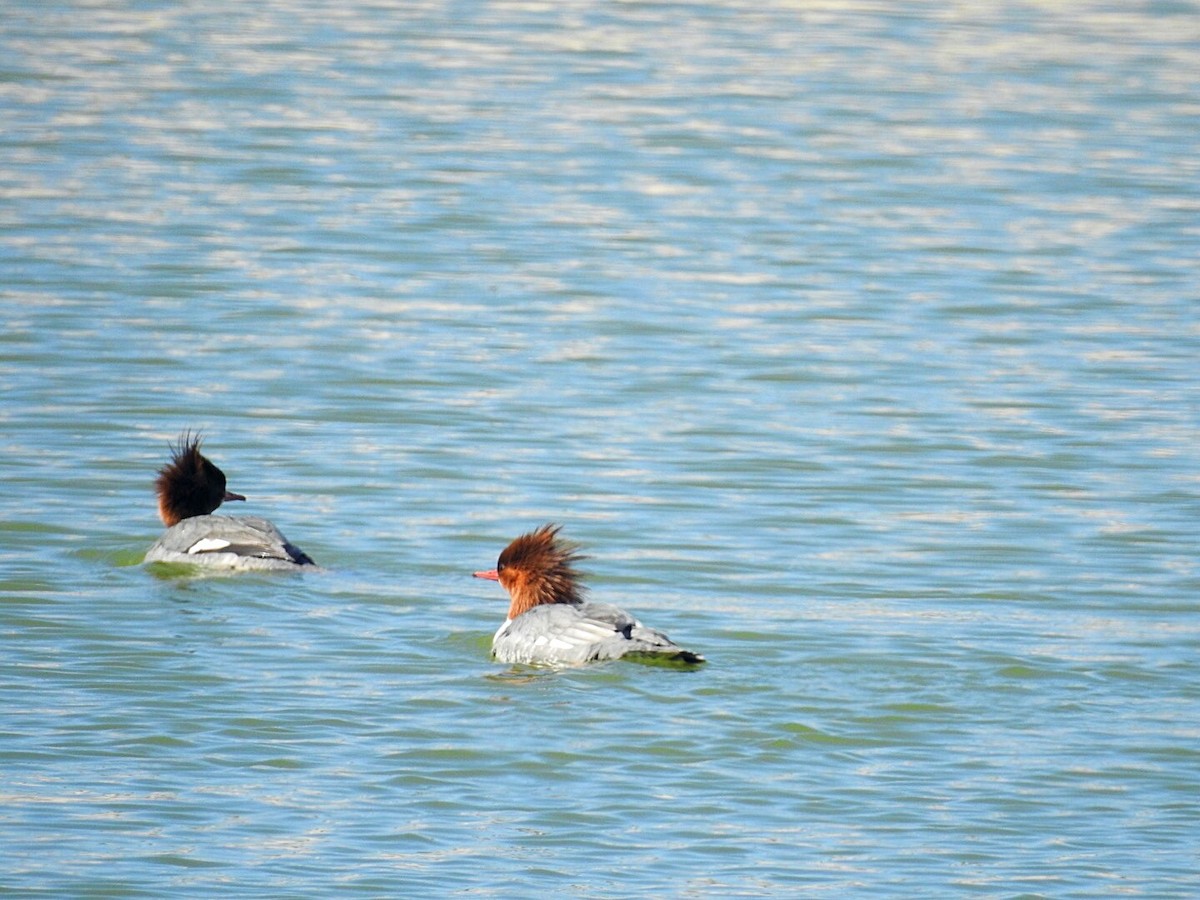 Common Merganser - ML211346501