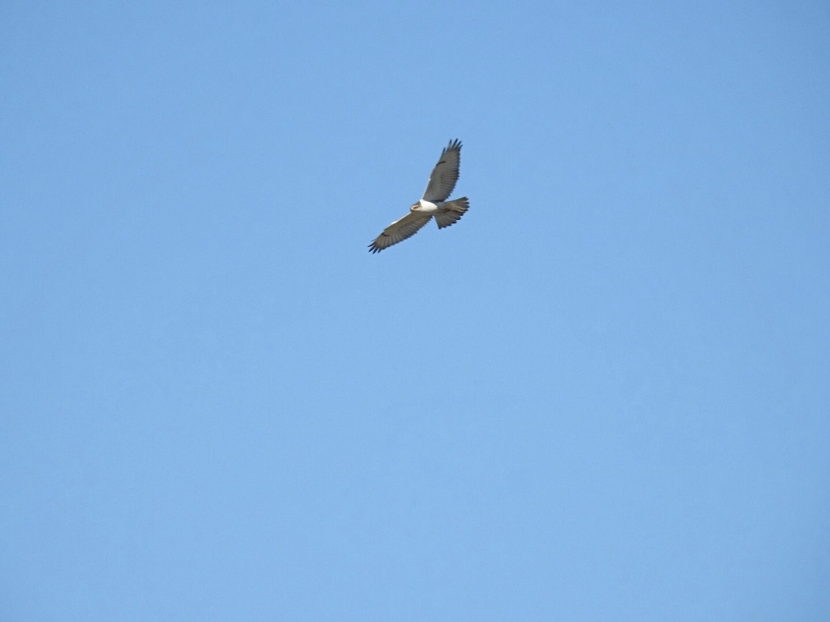 Ferruginous Hawk - ML211346891