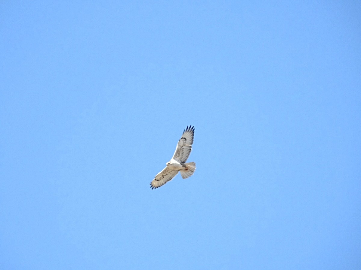 Ferruginous Hawk - ML211346931