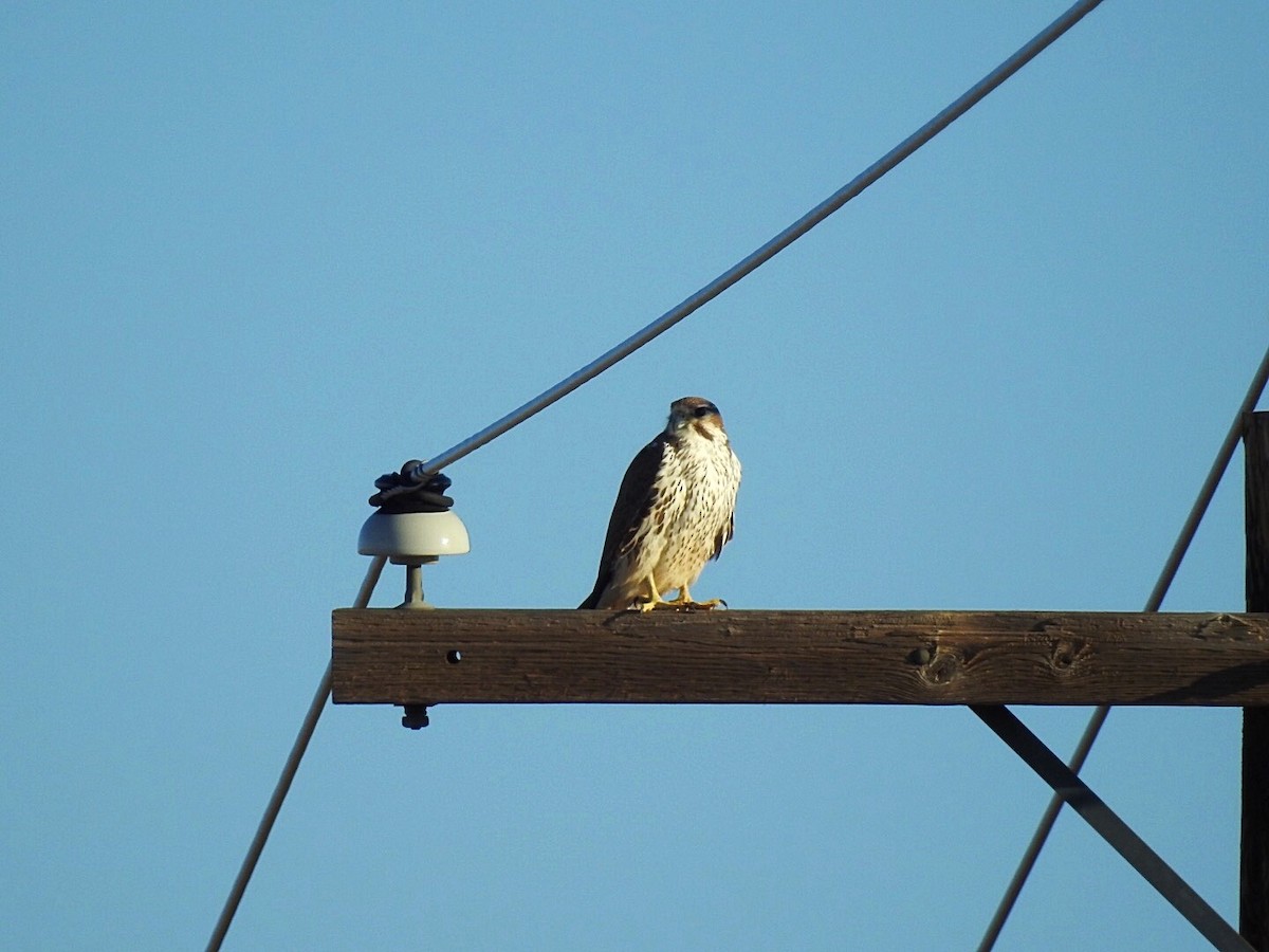 Prairie Falcon - ML211346991