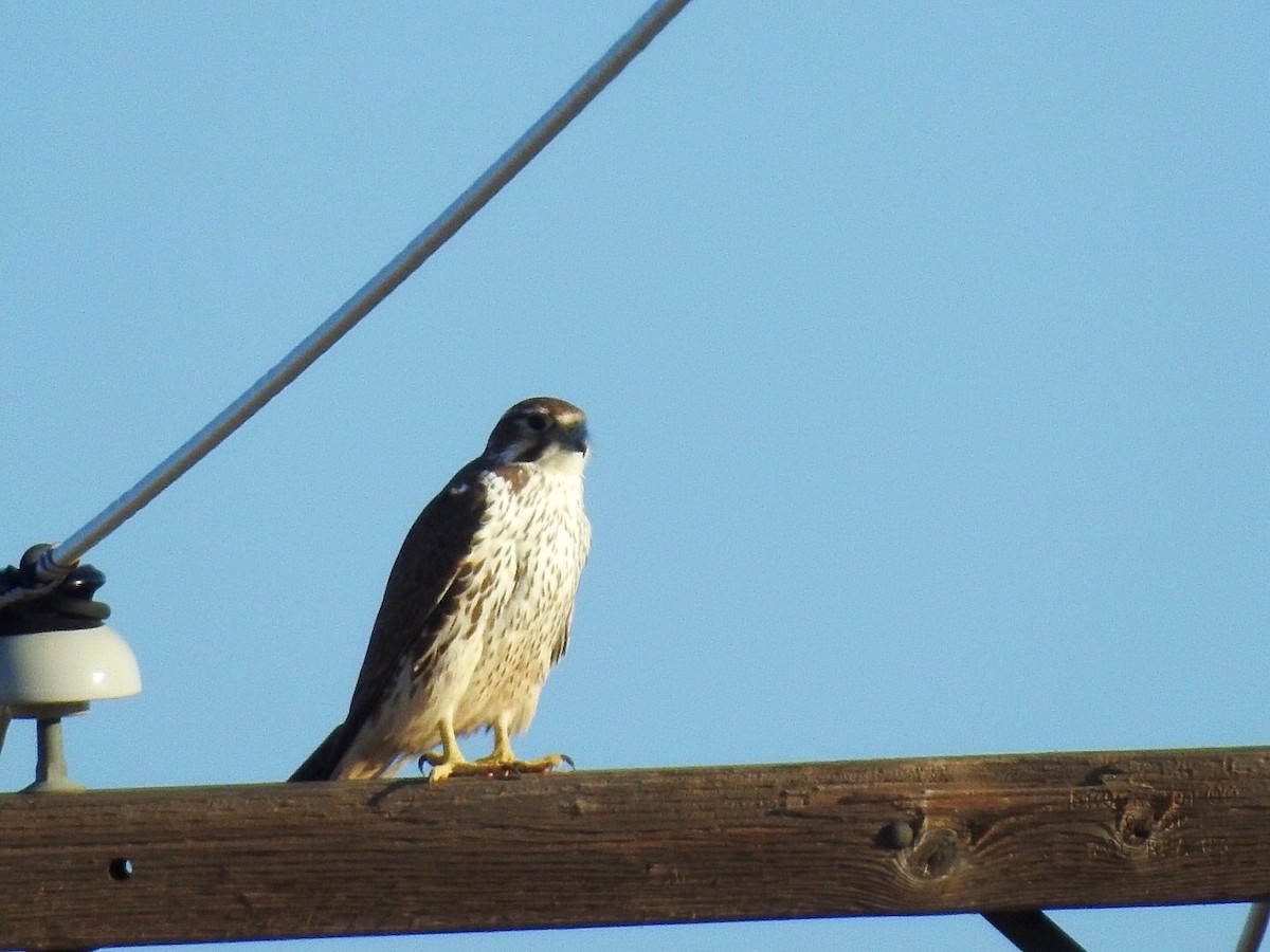 Prairie Falcon - ML211347001