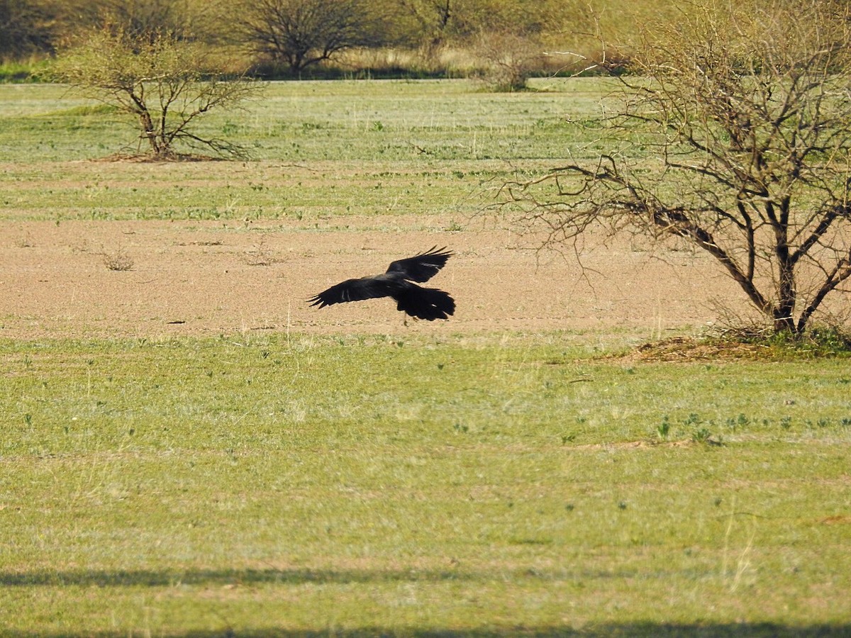 Common Raven - ML211347211