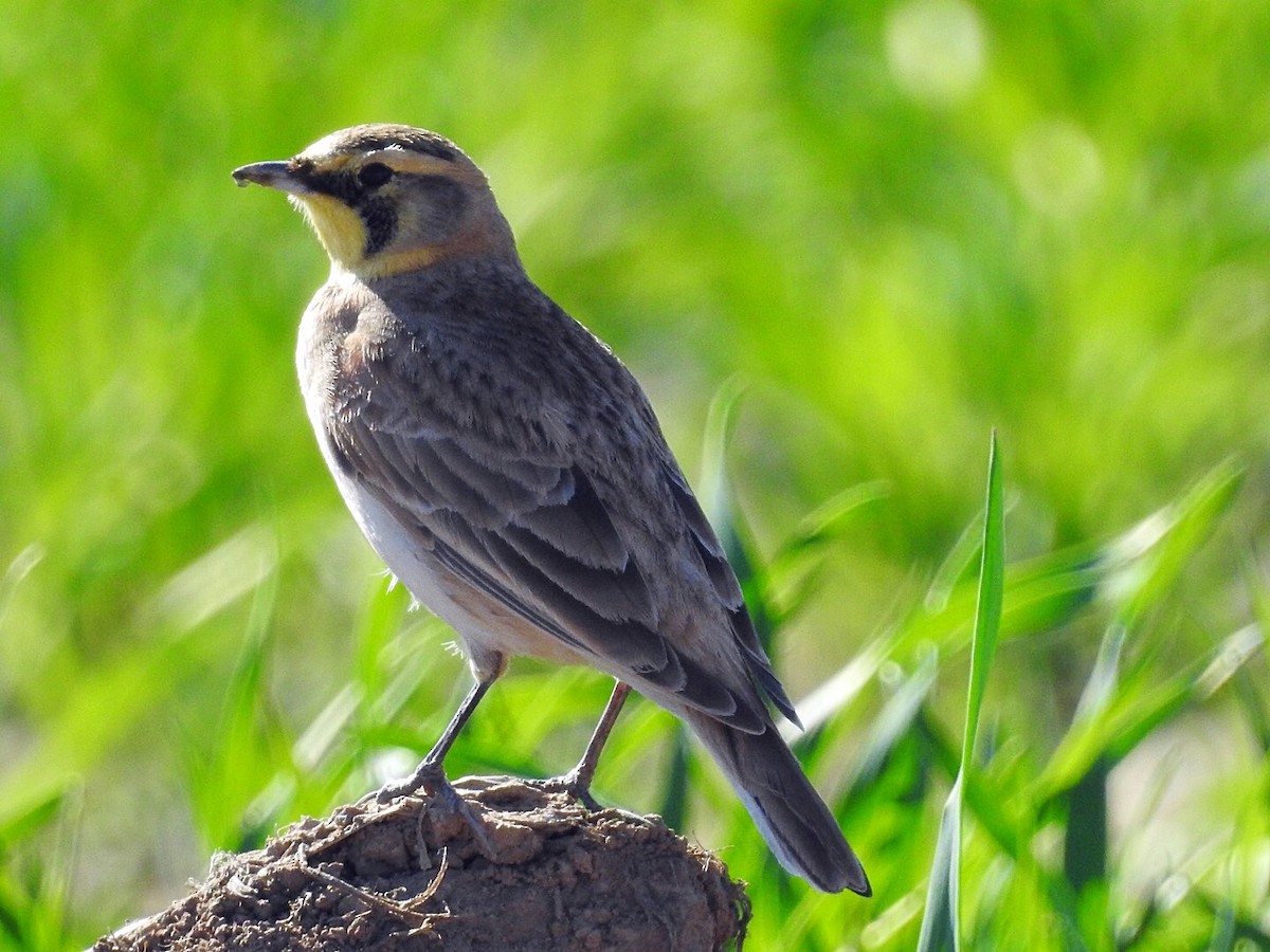 Horned Lark - ML211347351