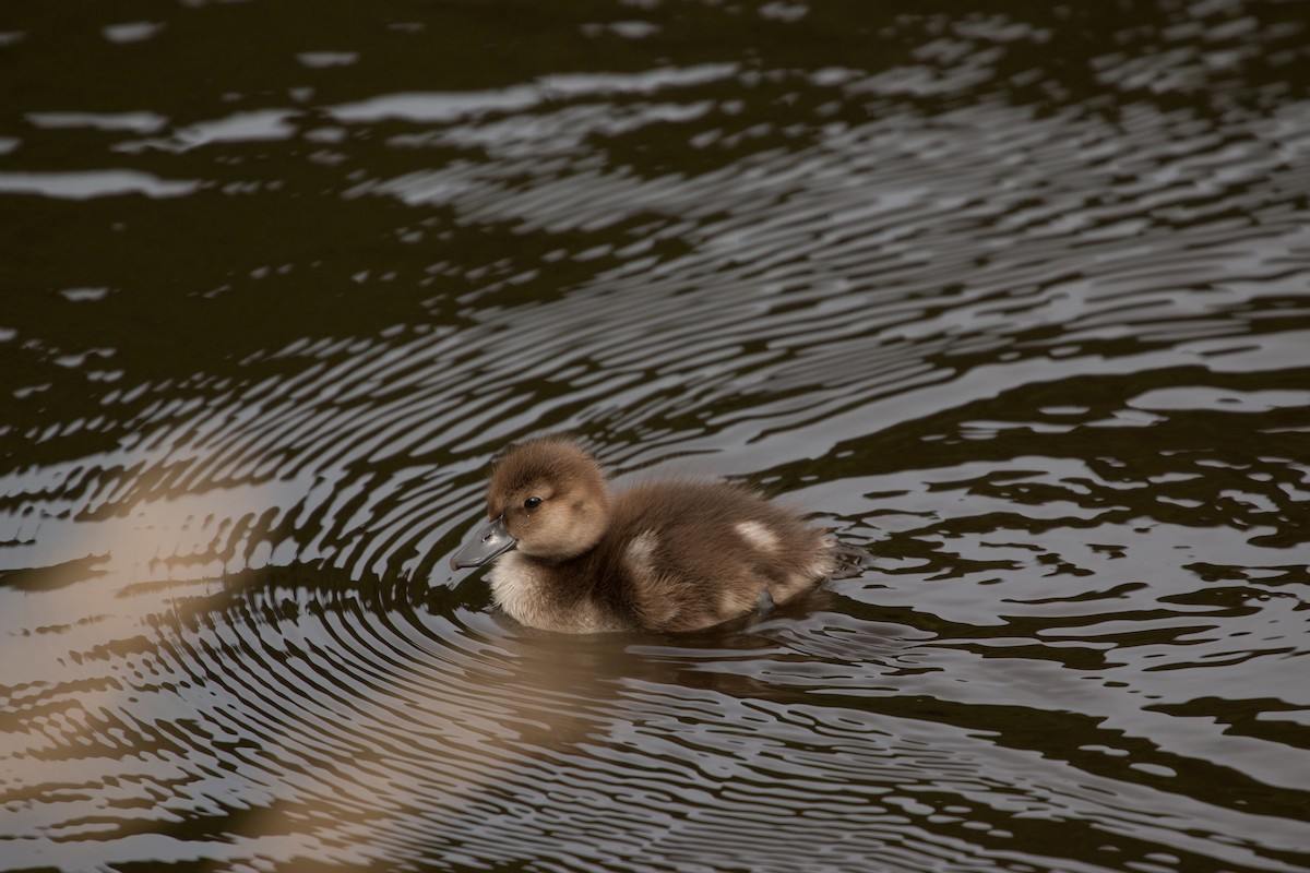 New Zealand Scaup - ML211347431