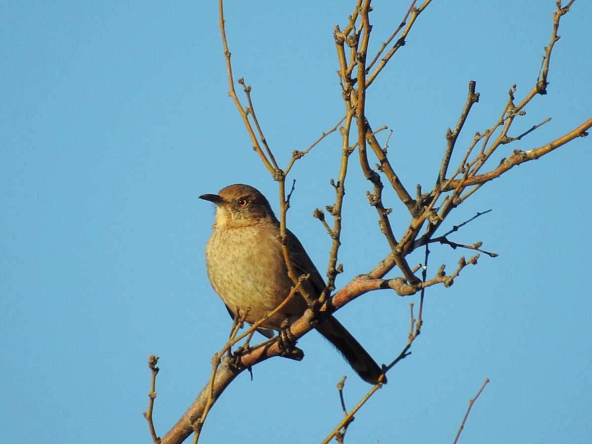 Bendire's Thrasher - ML211347451