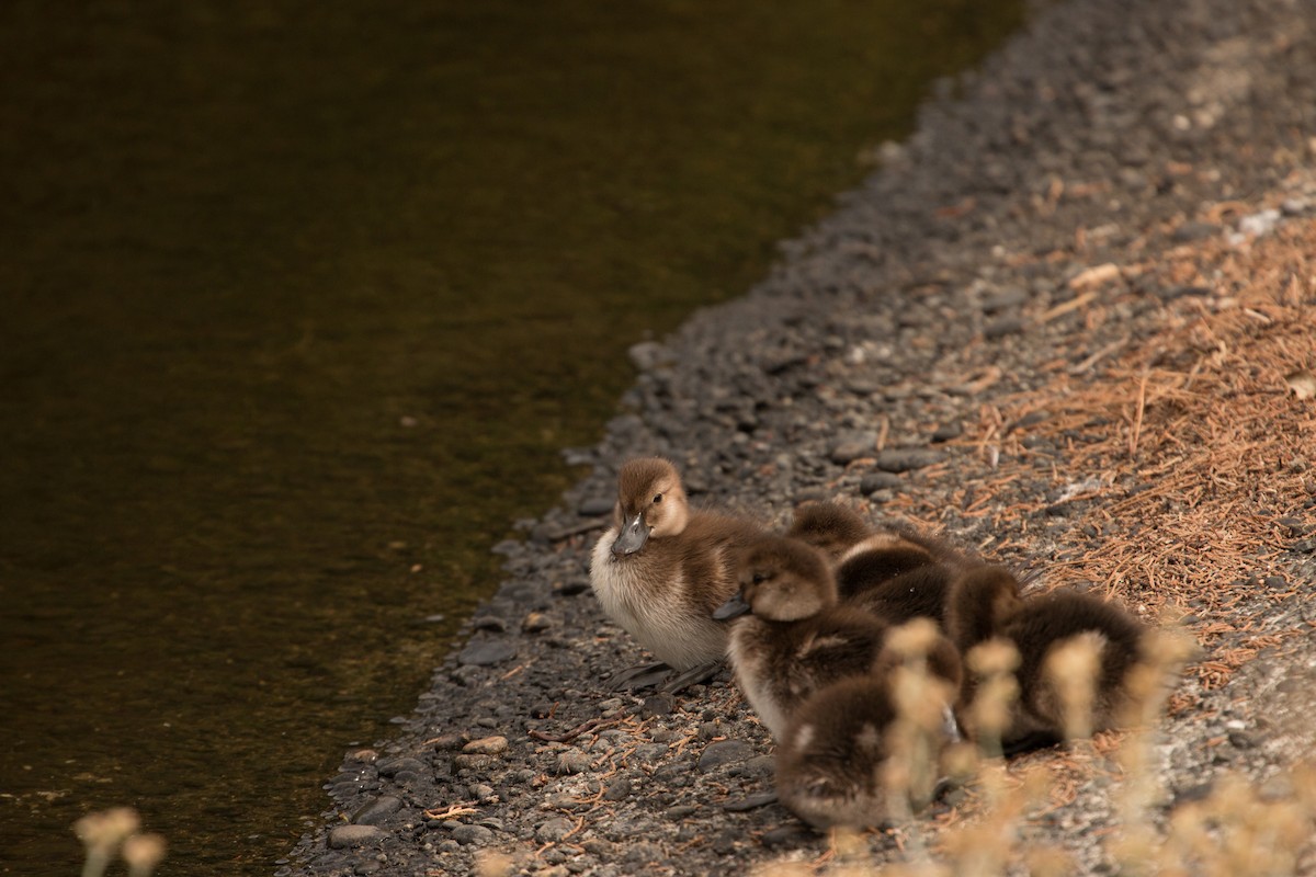 New Zealand Scaup - Dan Burgin