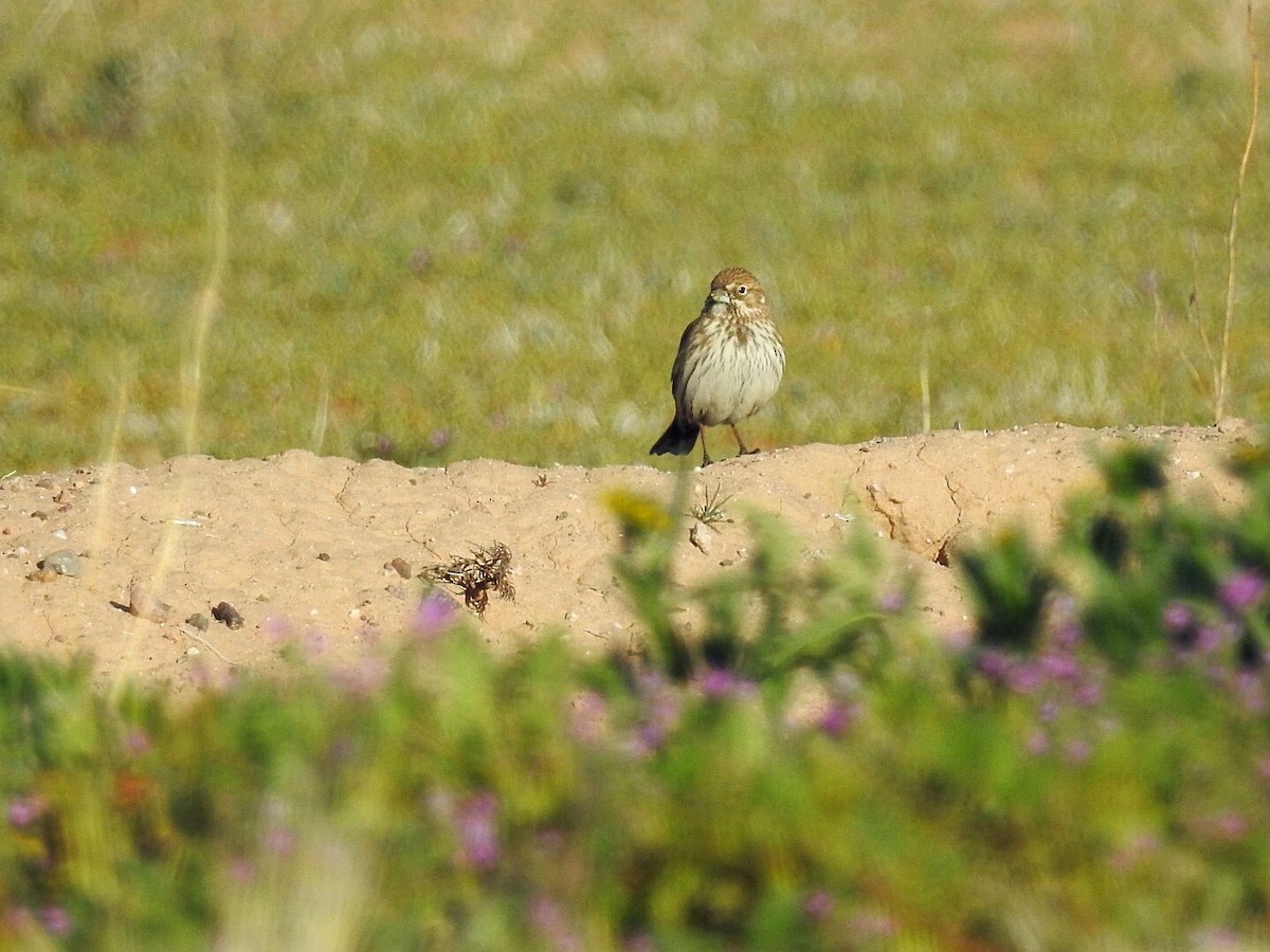 Lark Bunting - Usha Tatini